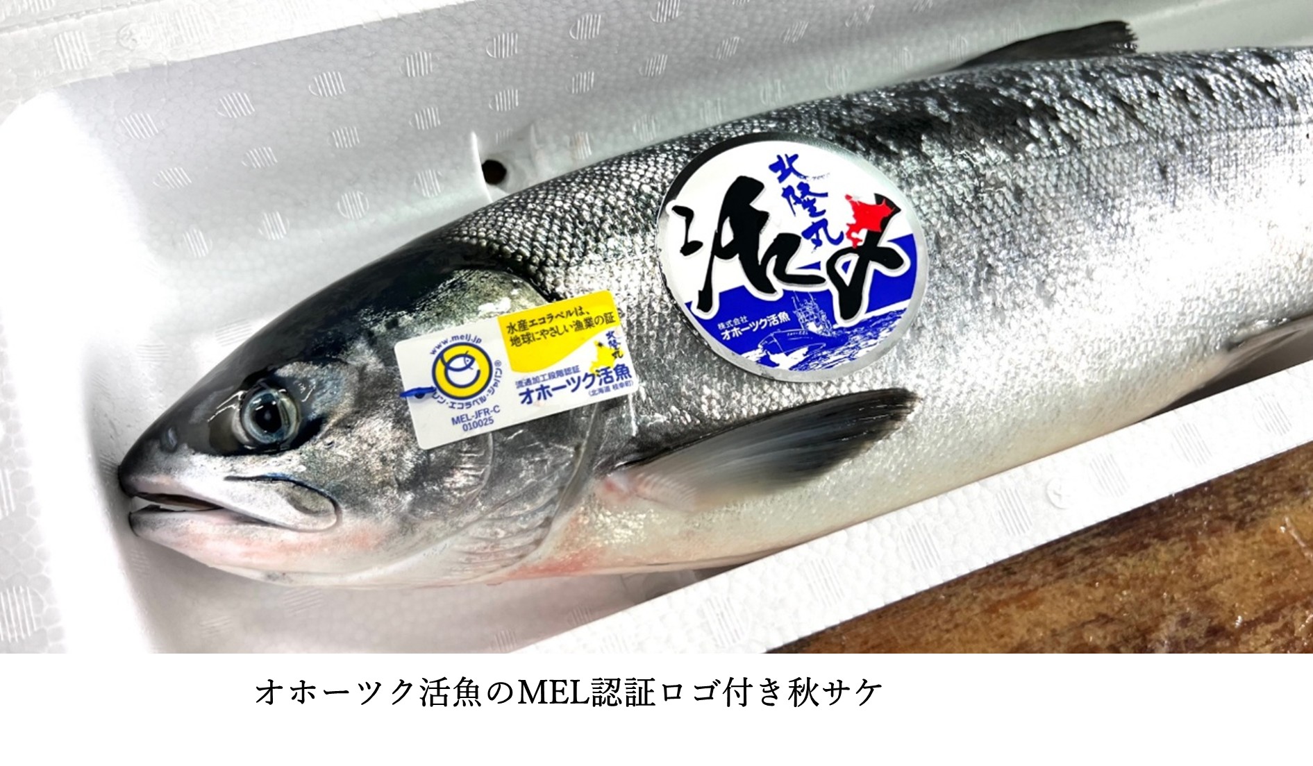 MELニュース2025年12月 第93号 | 未来につなげよう海と魚と魚食文化