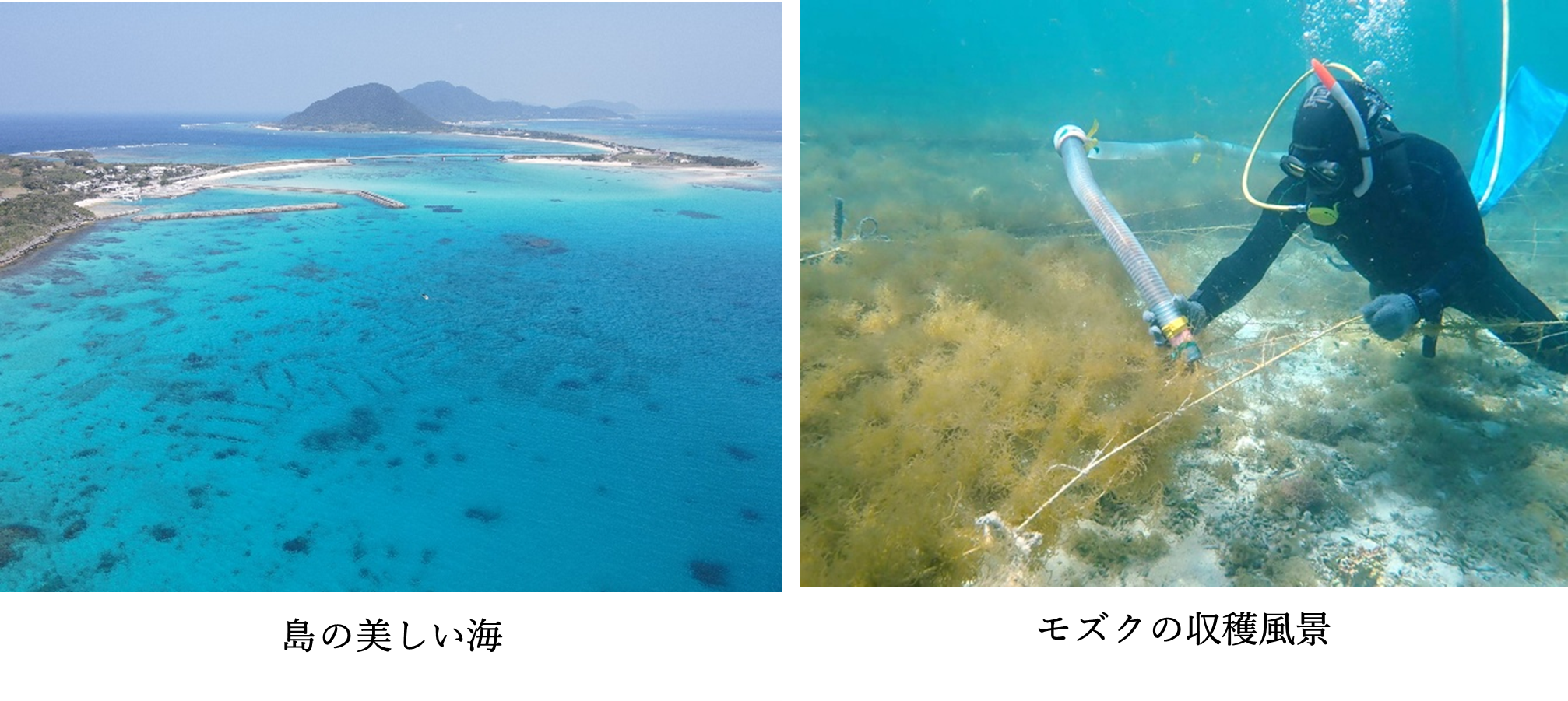 MELニュース2026年1月 第94号 | 未来につなげよう海と魚と魚食文化