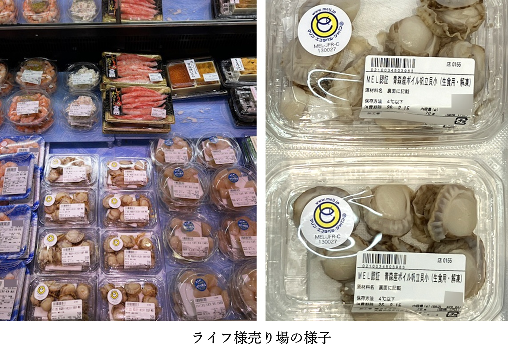 MELニュース2026年3月 第96号 | 未来につなげよう海と魚と魚食文化