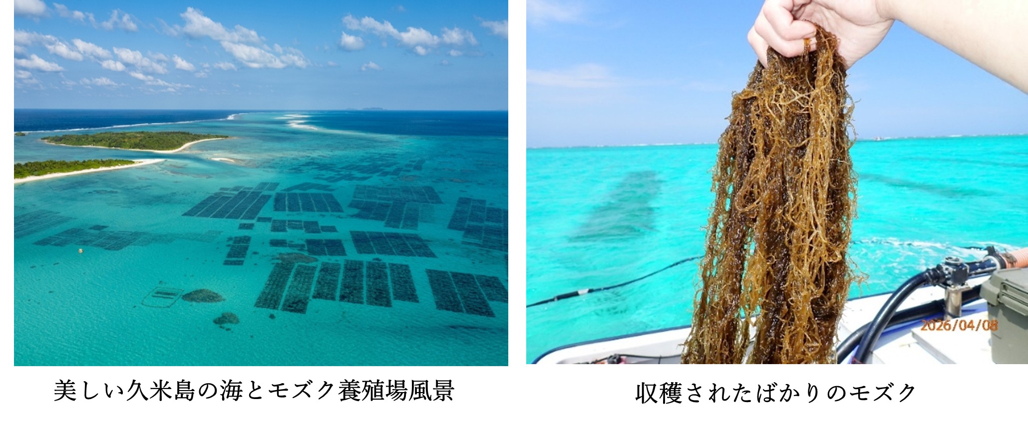MELニュース2026年4月 第97号 | 未来につなげよう海と魚と魚食文化